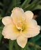 Ľaliovka Schnickel Fritz,výška 30/50cm, v črepníku 3l Hemerocallis Schnickel Fritz