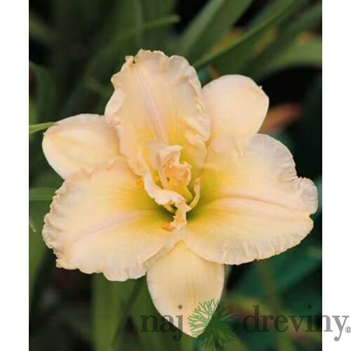 Ľaliovka Schnickel Fritz,výška 30/50cm, v črepníku 3l Hemerocallis Schnickel Fritz