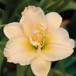 Ľaliovka Schnickel Fritz,výška 30/50cm, v črepníku 3l Hemerocallis Schnickel Fritz