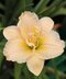 Ľaliovka Schnickel Fritz,výška 30/50cm, v črepníku 3l Hemerocallis Schnickel Fritz
