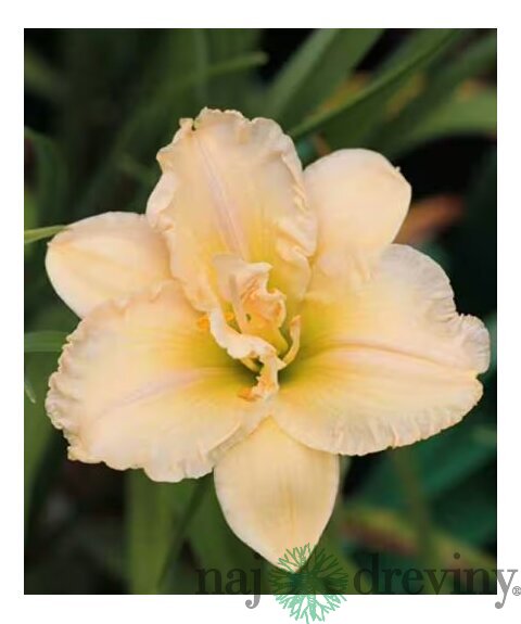 Ľaliovka Schnickel Fritz,výška 30/50cm, v črepníku 3l Hemerocallis Schnickel Fritz