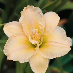 Ľaliovka Schnickel Fritz,výška 30/50cm, v črepníku 3l Hemerocallis Schnickel Fritz