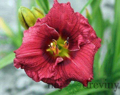 Ľaliovka Siloam Grace Stamile,výška 30/50cm, v črepníku 3l Hemerocallis Siloam Grace Stamile