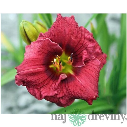 Ľaliovka Siloam Grace Stamile,výška 30/50cm, v črepníku 3l Hemerocallis Siloam Grace Stamile