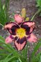 Ľaliovka Simmons Overture,výška 30/50cm, v črepníku 3l Hemerocallis Simmons Overture