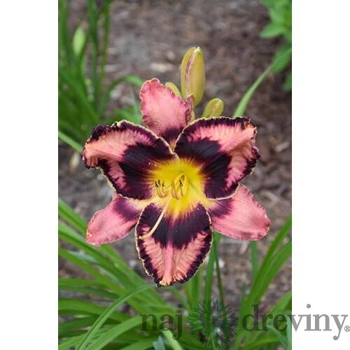 Ľaliovka Simmons Overture,výška 30/50cm, v črepníku 3l Hemerocallis Simmons Overture