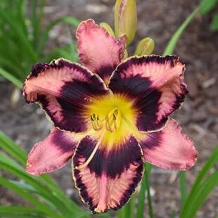 Ľaliovka Simmons Overture,výška 30/50cm, v črepníku 3l Hemerocallis Simmons Overture