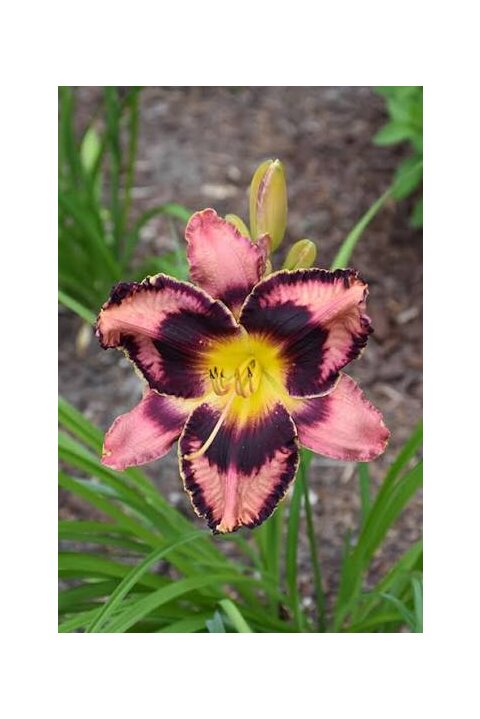Ľaliovka Simmons Overture,výška 30/50cm, v črepníku 3l Hemerocallis Simmons Overture