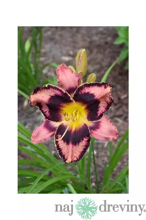 Ľaliovka Simmons Overture,výška 30/50cm, v črepníku 3l Hemerocallis Simmons Overture