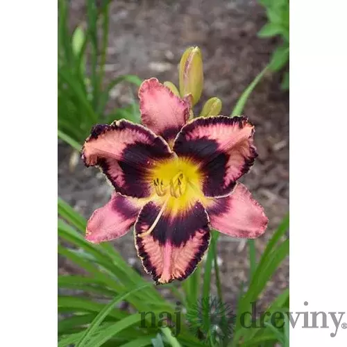 Ľaliovka Simmons Overture,výška 30/50cm, v črepníku 3l Hemerocallis Simmons Overture