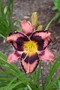 Ľaliovka Simmons Overture,výška 30/50cm, v črepníku 3l Hemerocallis Simmons Overture