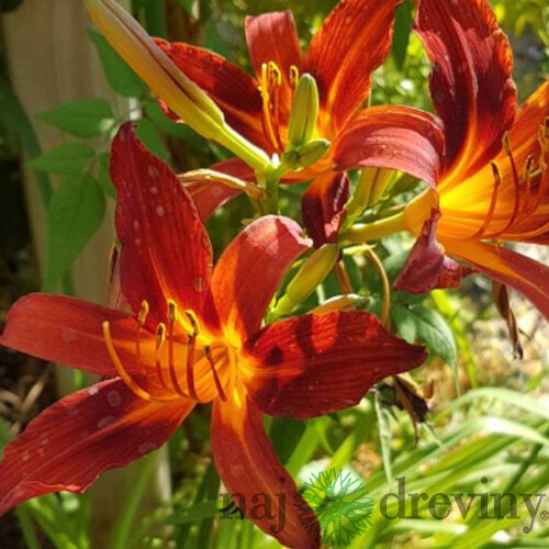 Ľaliovka Spacecoast Freaky Tiky, v črepníku 3l Hemerocalis