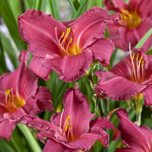 Ľaliovka ‘Summer Wine, v črepníku p9 Hemerocalis