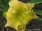 Ľaliovka Tequila and Lime, výška 30/50cm, v črepníku 3l Hemerocallis Tequila and Lime