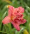Ľaliovka Think Pink, výška 30/50cm, v črepníku 3l Hemerocallis Think Pink