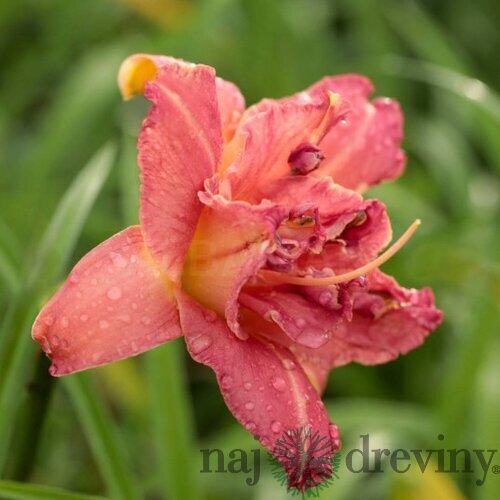 Ľaliovka Think Pink, výška 30/50cm, v črepníku 3l Hemerocallis Think Pink