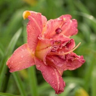 Ľaliovka Think Pink, výška 30/50cm, v črepníku 3l Hemerocallis Think Pink