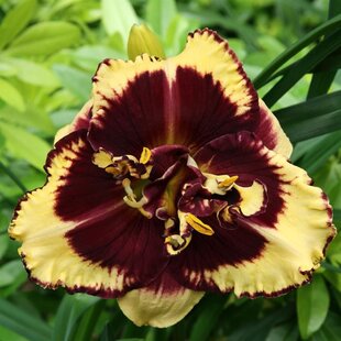 Ľaliovka Tiger Blood, výška 30/50cm, v črepníku 3l Hemerocallis Tiger Blood