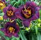 Ľaliovka Voodoo Dancer, výška 30/50cm, v črepníku 3l Hemerocallis Voodoo Dancer