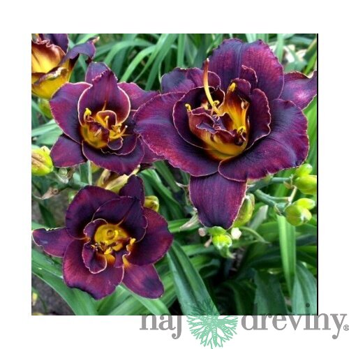 Ľaliovka Voodoo Dancer, výška 30/50cm, v črepníku 3l Hemerocallis Voodoo Dancer