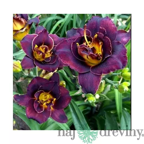 Ľaliovka Voodoo Dancer, výška 30/50cm, v črepníku 3l Hemerocallis Voodoo Dancer