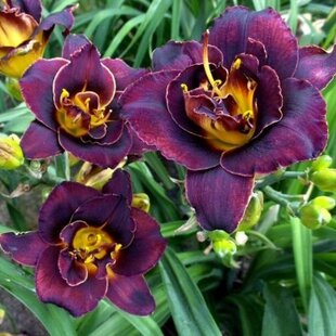 Ľaliovka Voodoo Dancer, výška 30/50cm, v črepníku 3l Hemerocallis Voodoo Dancer