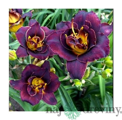 Ľaliovka Voodoo Dancer, výška 30/50cm, v črepníku 3l Hemerocallis Voodoo Dancer