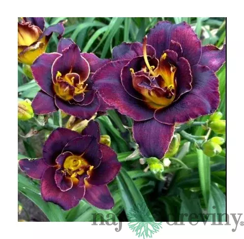 Ľaliovka Voodoo Dancer, výška 30/50cm, v črepníku 3l Hemerocallis Voodoo Dancer