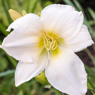 Ľaliovka White Temptation, výška 30/50cm, v črepníku 3l Hemerocallis White Temptation