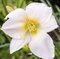 Ľaliovka White Temptation, výška 30/50cm, v črepníku 3l Hemerocallis White Temptation