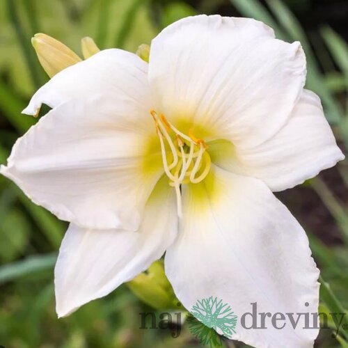Ľaliovka White Temptation, výška 30/50cm, v črepníku 3l Hemerocallis White Temptation