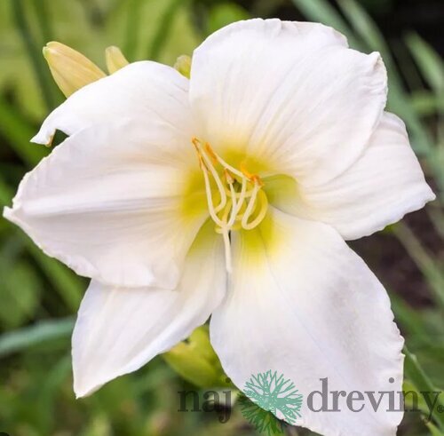 Ľaliovka White Temptation, výška 30/50cm, v črepníku 3l Hemerocallis White Temptation