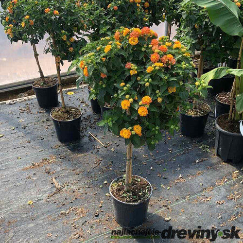 Lantana menlivá na kmienku 80/90 cm, v črepníku Lantana camara