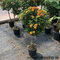 Lantana menlivá na kmienku 80/90 cm, v črepníku Lantana camara