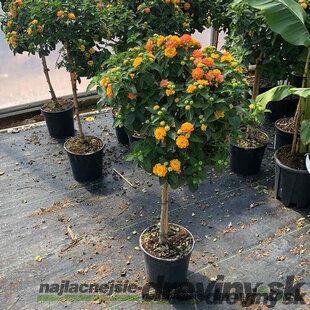 Lantana menlivá na kmienku 80/90 cm, v črepníku Lantana camara