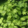 leopoldii