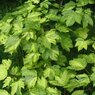 leopoldii