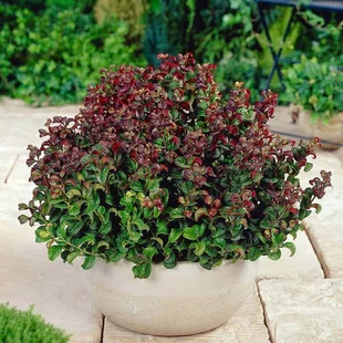 Leucothoe Curly Red 20/40 cm, v črepníku Leucothoe Curly Red