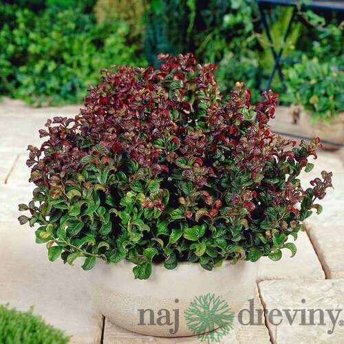Leucothoe Curly Red 20/40 cm, v črepníku Leucothoe Curly Red