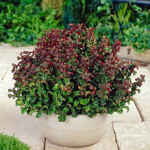 Leucothoe Curly Red 20/40 cm, v črepníku Leucothoe Curly Red