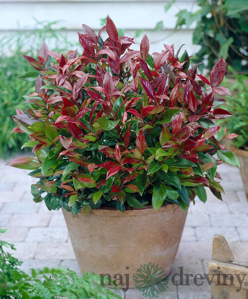 Leucothoe Zeblid 20/30 cm, v črepníku Leucothoe Zeblid