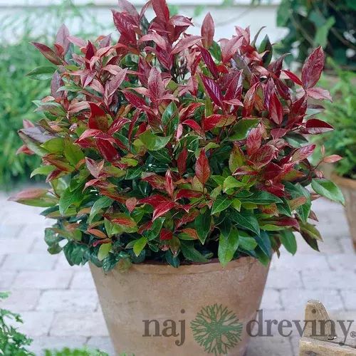 Leucothoe Zeblid 20/30 cm, v črepníku Leucothoe Zeblid