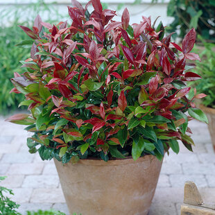 Leucothoe Zeblid 20/30 cm, v črepníku Leucothoe Zeblid