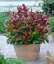 Leucothoe Zeblid 20/30 cm, v črepníku Leucothoe Zeblid