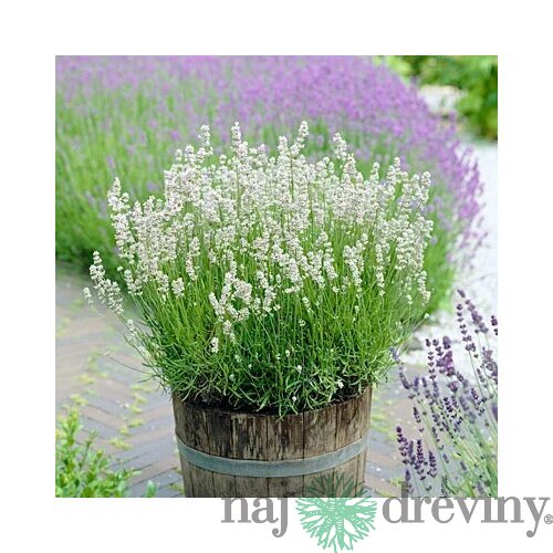 Levanduľa Arctic Snow 10/20 cm, v črepníku Lavandula artic snow