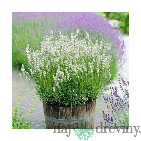 Levanduľa Arctic Snow 10/20 cm, v črepníku Lavandula artic snow