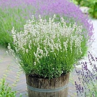 Levanduľa Arctic Snow 10/20 cm, v črepníku Lavandula artic snow
