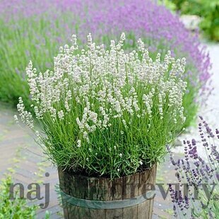 Levanduľa Arctic Snow 10/20 cm, v črepníku Lavandula artic snow