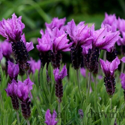Levanduľa Essence Purple 20/30 cm v črepníku 2l Lavandula angustifolia