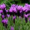 Levanduľa Essence Purple 20/30 cm v črepníku 2l Lavandula angustifolia